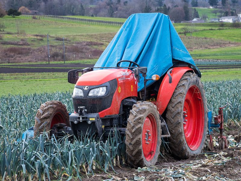 Orange Kubota M6060 tractor working in a vegetable field